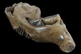 Woolly Mammoth Jaw Section - Germany #123608-4